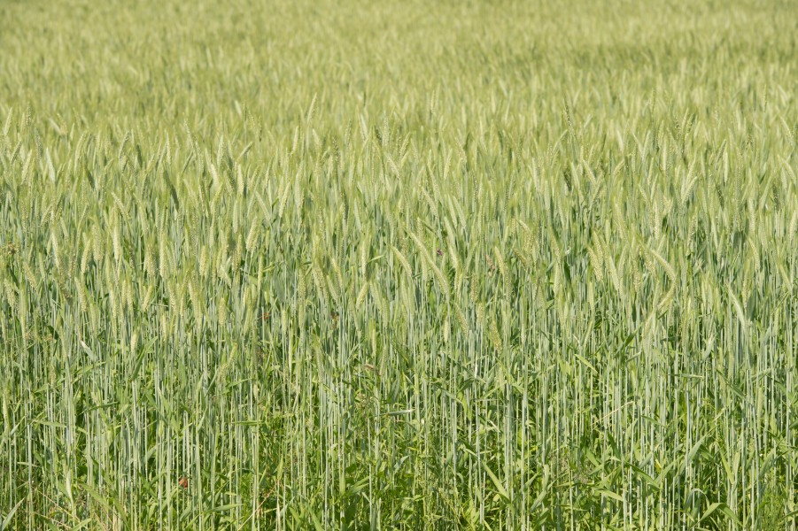 Wernberg Kantnig Kantniger Straße Roggenfeld 30052018 5849