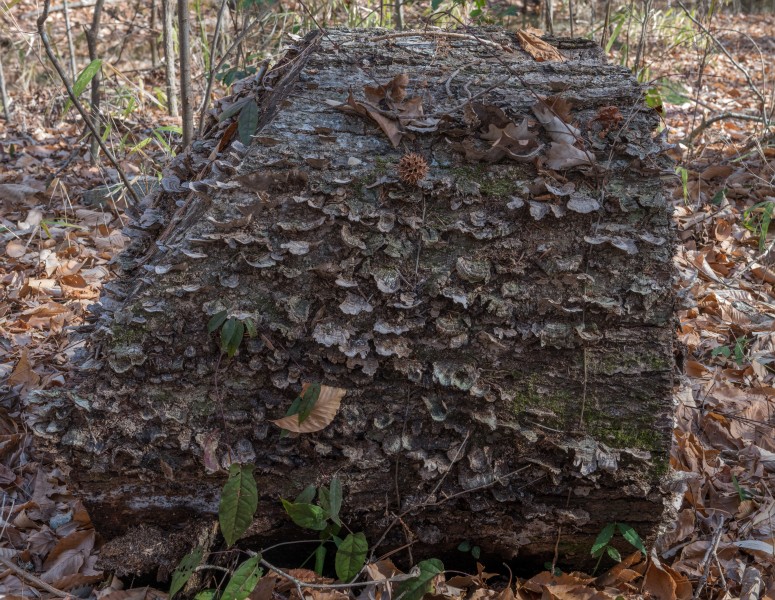 West Neck Creek Natural Area 18