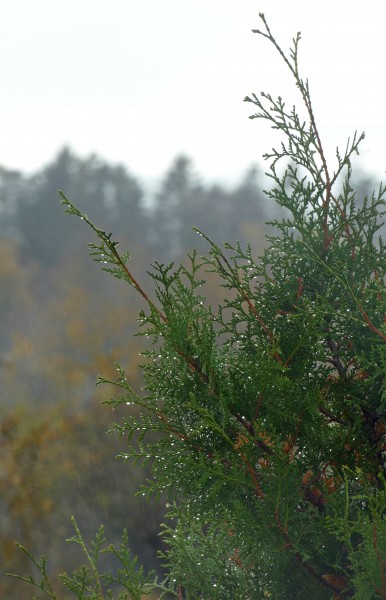 White cedar in the rain