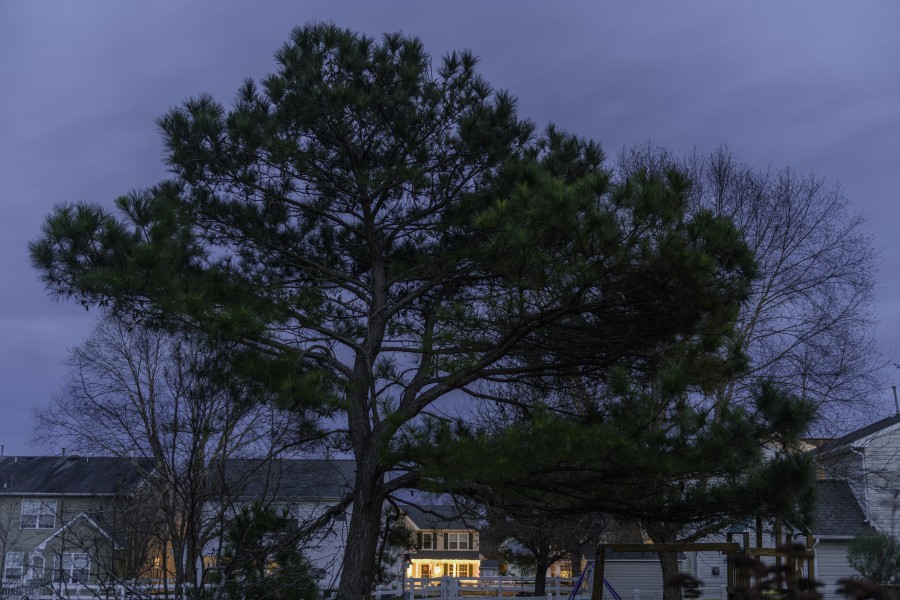 White Pine during Blue Hour LR