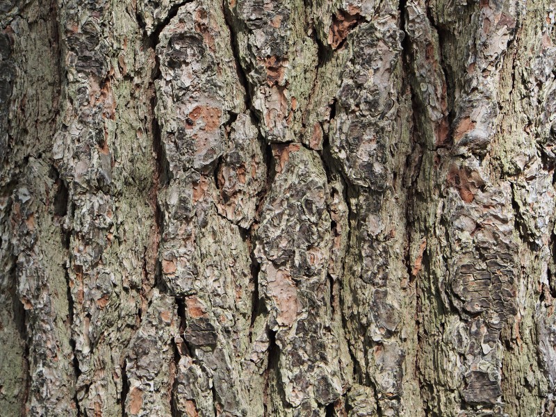 White Pine Pinus strobus Bark
