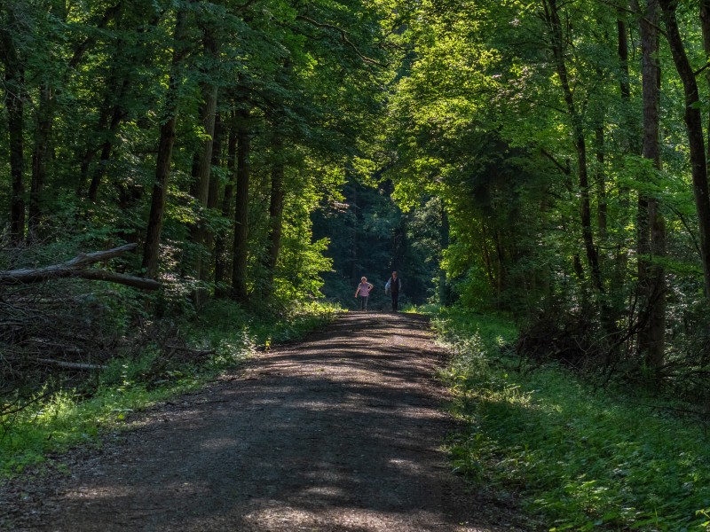 Wiebelsberger Wald 5201455
