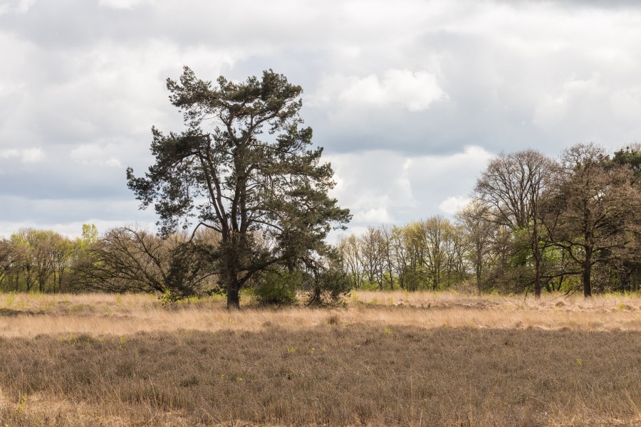 Wijnjeterper Schar, Natura 2000-gebied provincie Friesland 26