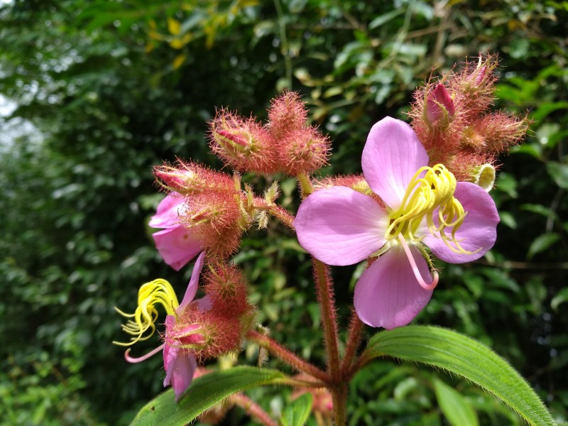 Wild pink flower from ilam