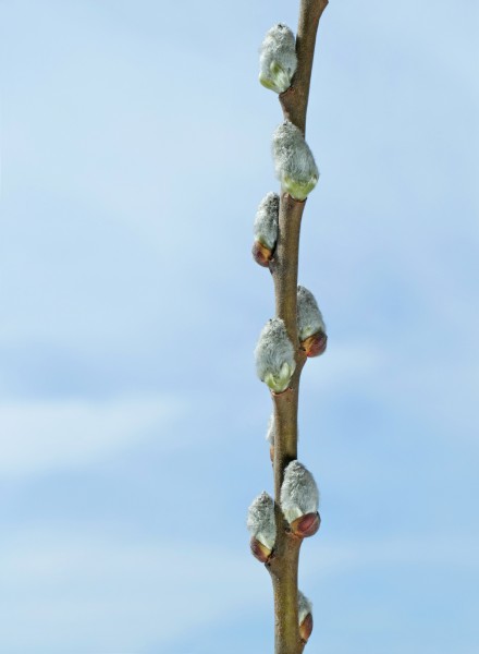Willow catkins in Lysekil