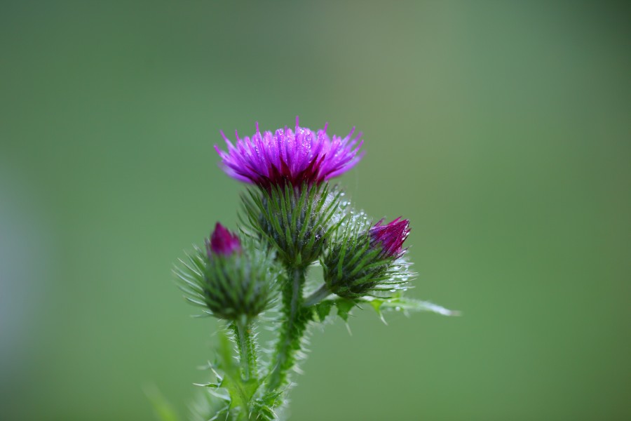 Wilted thistle