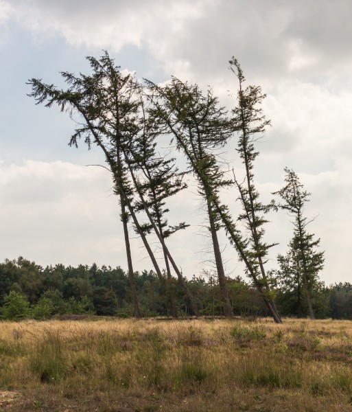 Windgestriemde vliegdennen (Pinus sylvestris). Locatie, Schaopedobbe (Schapenpoel) 02
