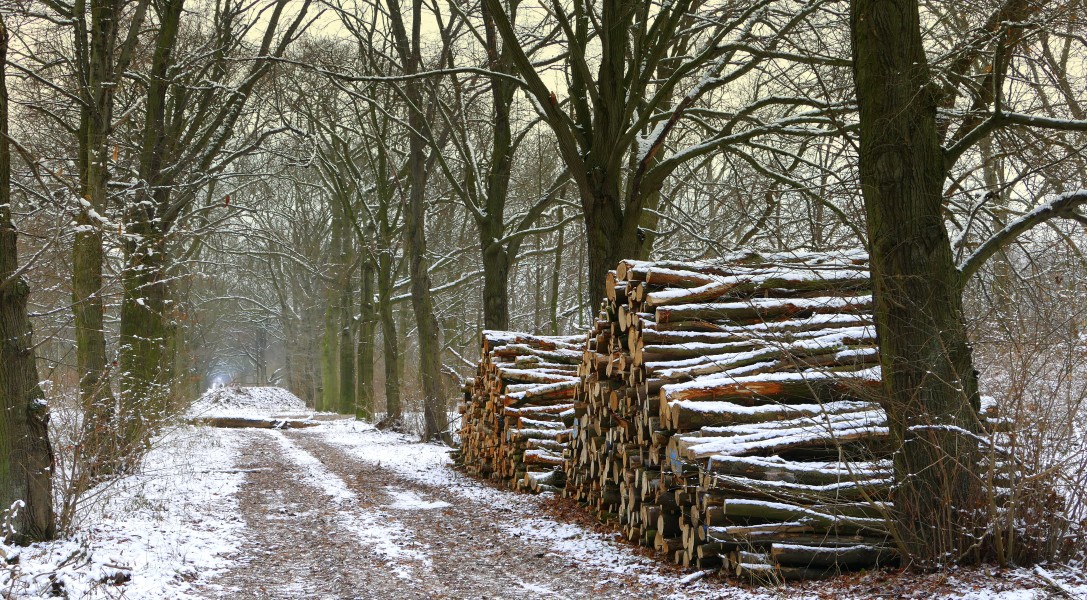 Winter-Holzweg (15944117538)