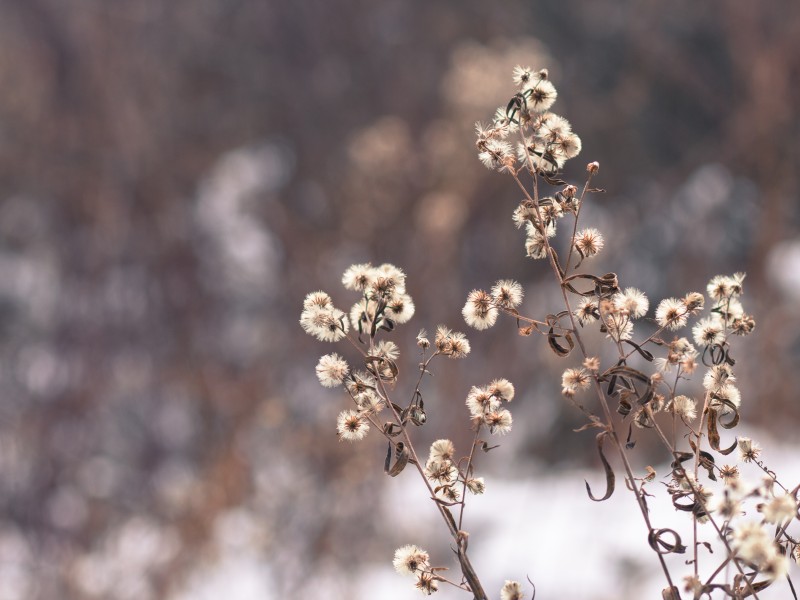Winter Wisps, Hartley, Duluth (15827486546)