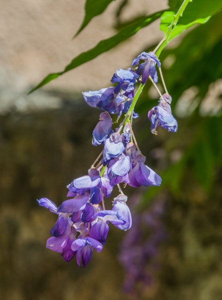 Wisteria sinensis 01