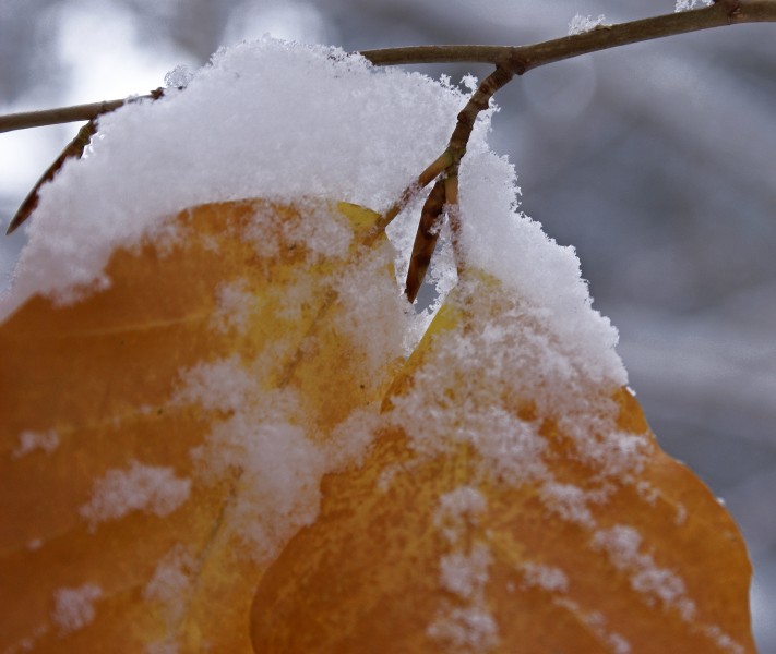 With snow (2993035904)