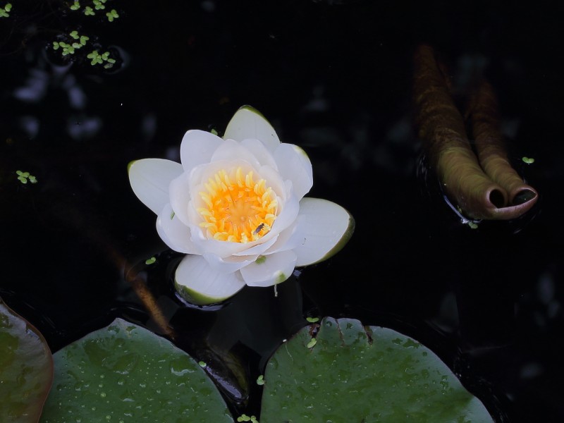 Witte waterlelie (Nymphaea alba) 02