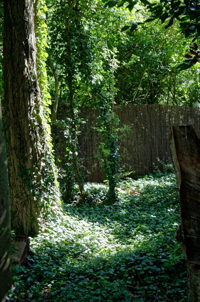 Wooded glade with ivy