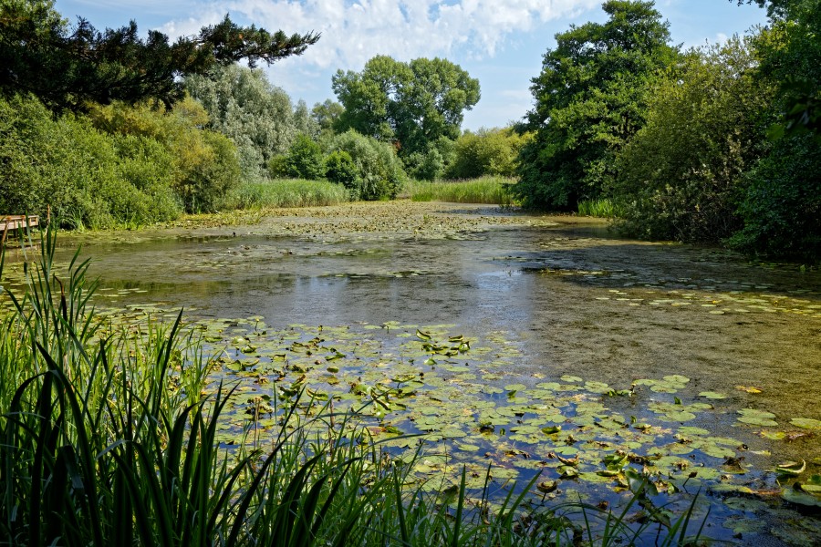 Woods Mill, Sussex Wildlife Trust, England - lake 01