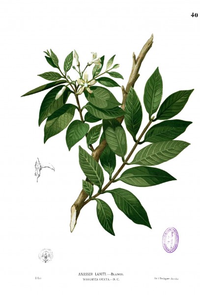 Wrightia pubescens Blanco1.40