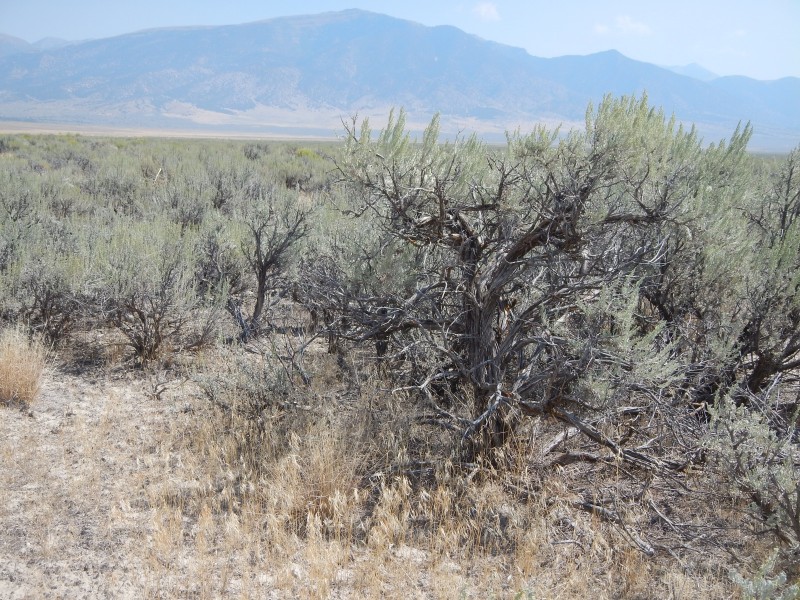 Wyoming big sagebrush steppe- S of Tooele UT (20197093103)