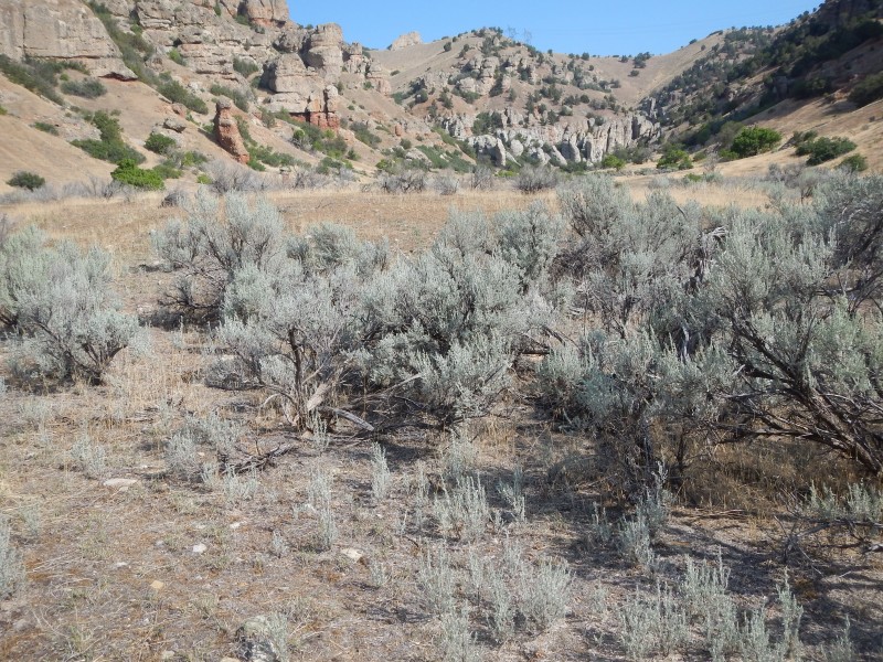 Wyoming big sagebrush steppe- SE of Spanish Fork (20193194844)