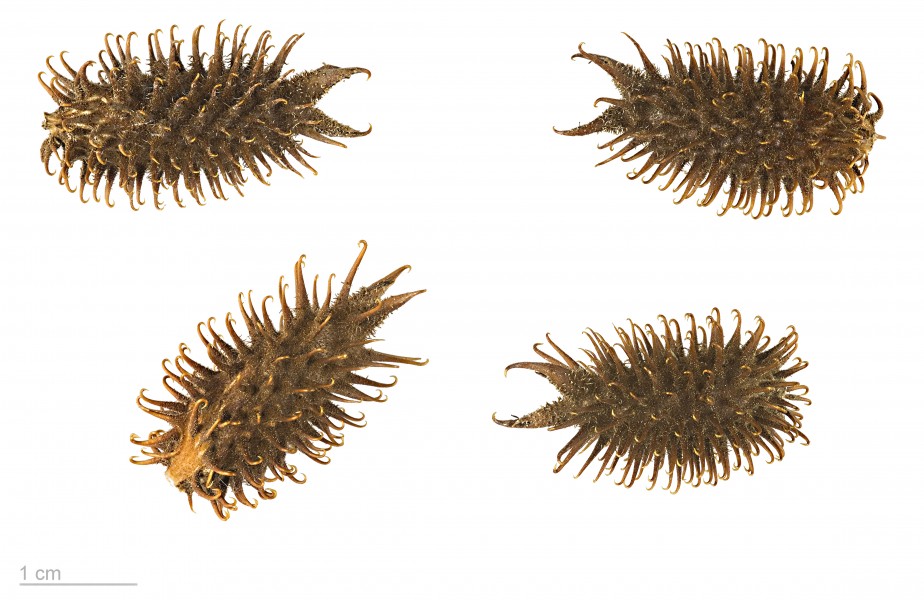 Xanthium strumarium MHNT.BOT.2004.0.213
