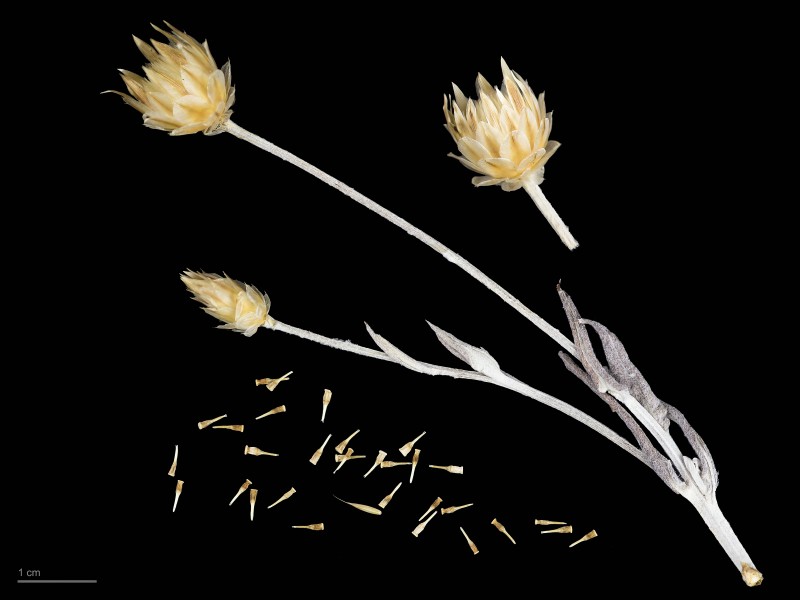 Xeranthemum inapertum MHNT.BOT.2007.40.102