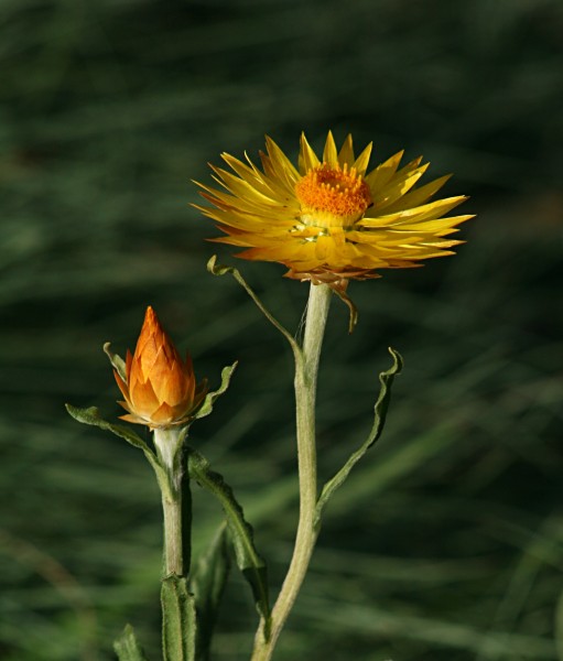 Xerochrysum subundulatum