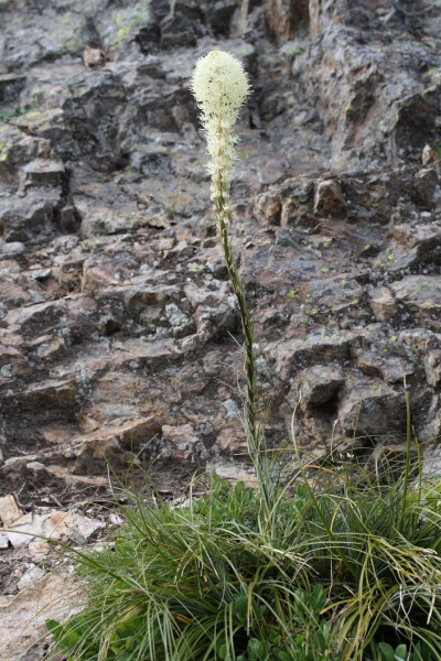 Xerophyllum tenax 1309