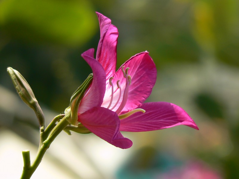Yáng Zǐjīng (Chinese, in Taiwan- 洋紫荊) (433844981)
