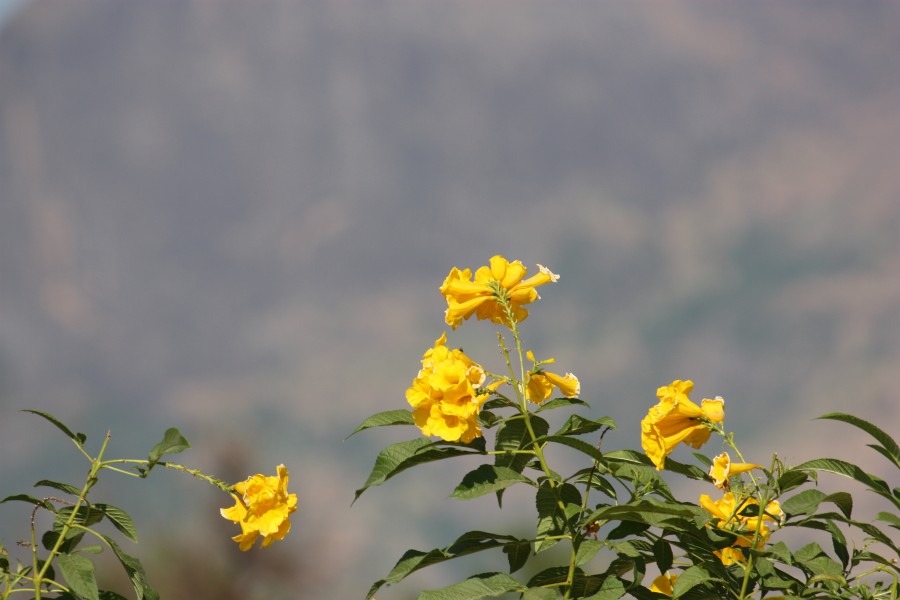 Yellow - panoramio - sabareesh kkanan sub…