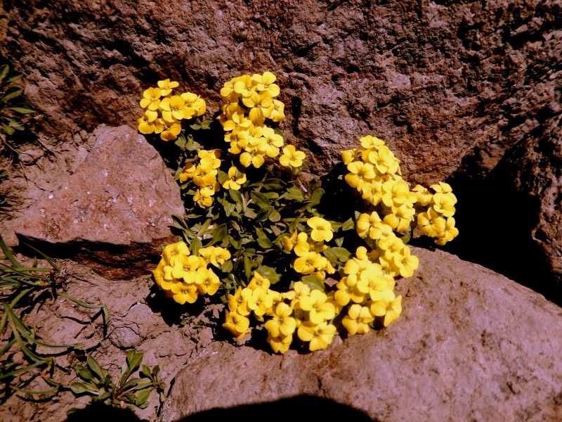 Yellow mountain flowers