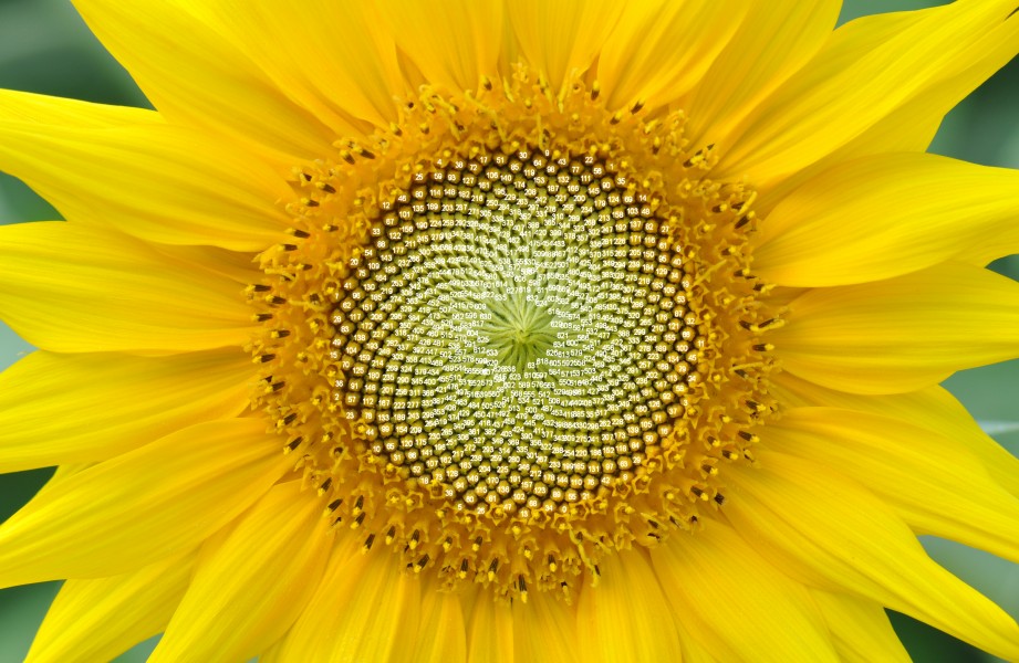 Yellow sunflower 001+