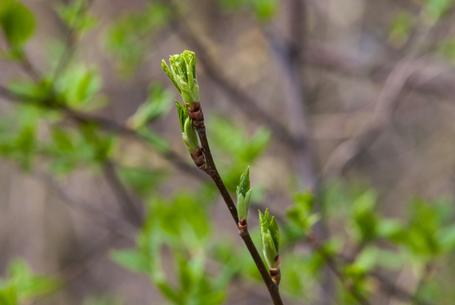 young leaves in Lviv region of Ukraine in March 2014, picture 1/2