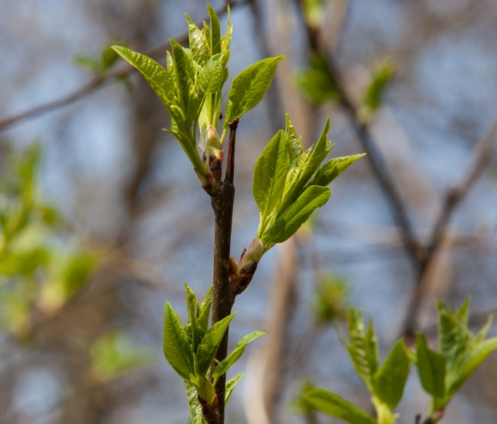 young leaves in Lviv region of Ukraine in March 2014, picture 2/2
