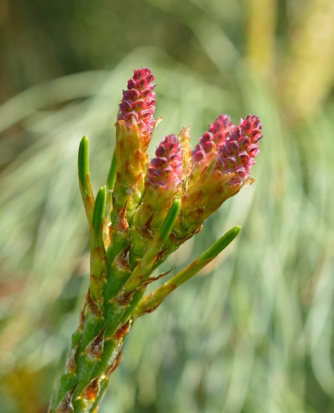 Young seed cones of Pinus pumila BG Tallinn