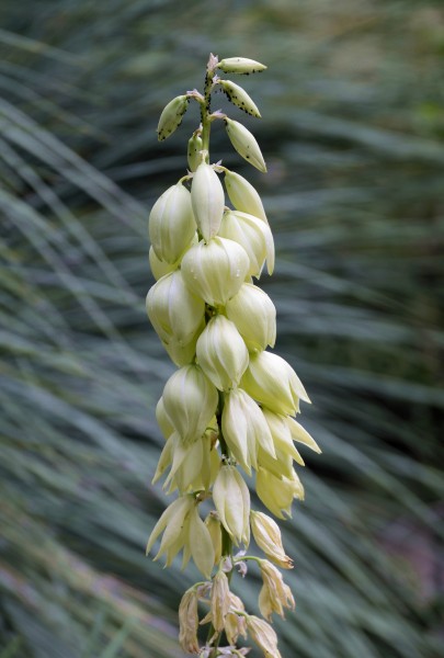 Yucca May 2014-2b