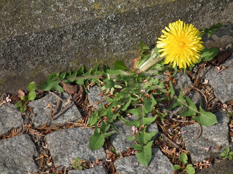 Zäher Löwenzahn