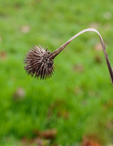 Zaaddoos Echinacea purpurea (zonnehoed) 03