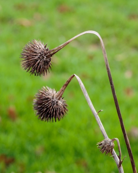 Zaaddoos Echinacea purpurea (zonnehoed) 04