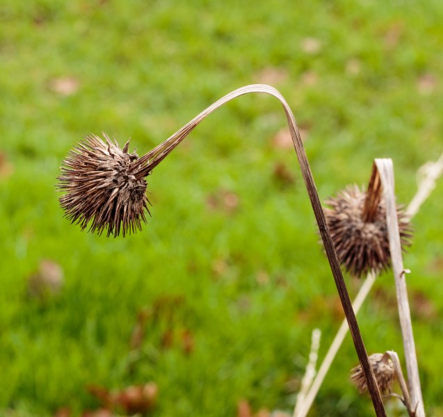Zaaddoos Echinacea purpurea (zonnehoed) 05