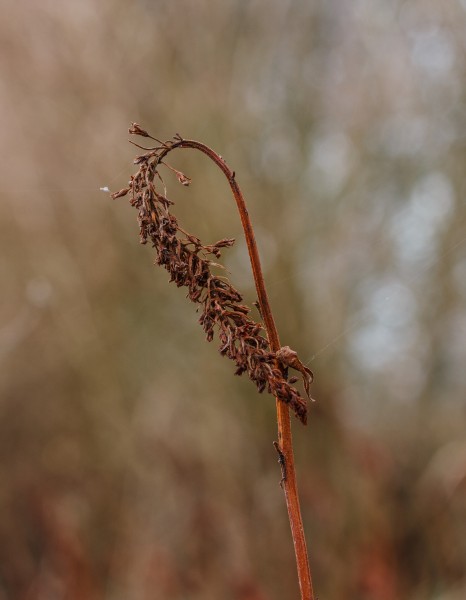 Zaaddoos van Lysimachia clethroides, locatie, Tuinreservaat Jonkervallei 01