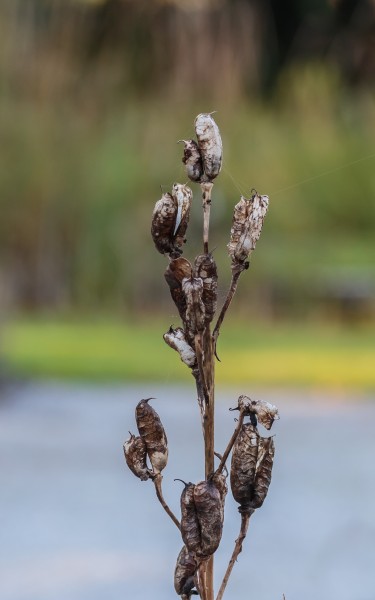 Zaaddozen van monnikskap Aconitum napellus. Locatie, De Kruidhof Buitenpost