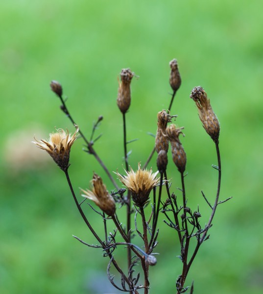Zaaddozen van Serratula seoanei, Zaagblad. Locatie, Tuinreservaat Jonkervallei 01
