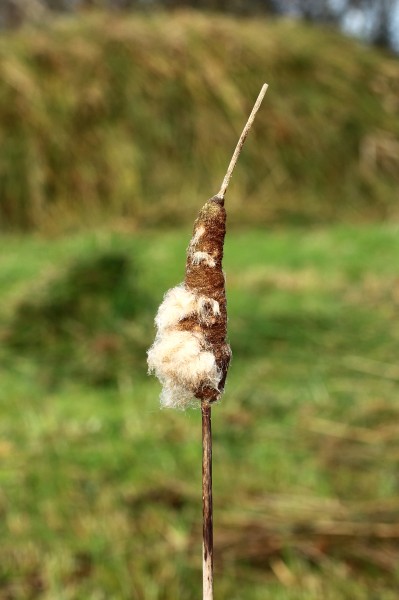 Zaadpluizen grote lisdodde (Typha latifolia). Locatie, De Famberhorst 03