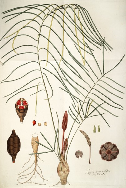 Zamia angustifolia