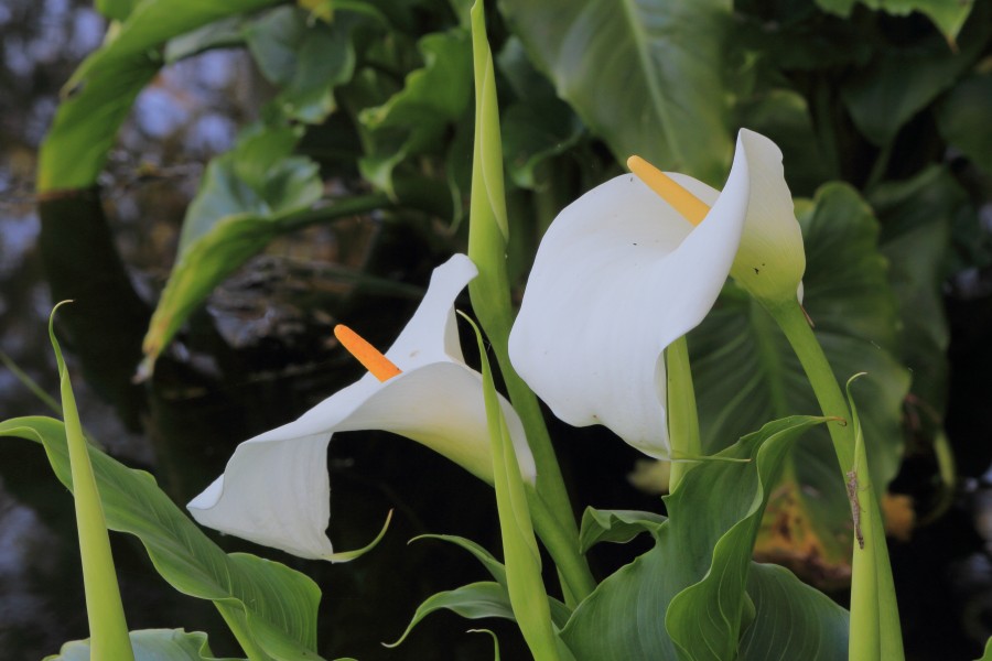 Zantedeschia aethiopica (Witte aronskelk) 01