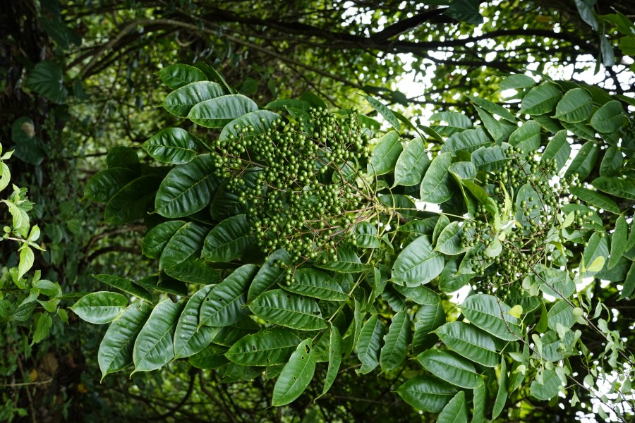 Zanthoxylum rhetsa 6647