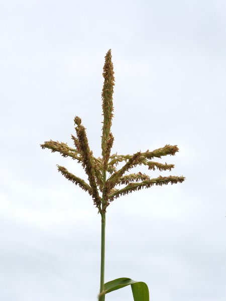 Zea mays subsp. Mays. Locatie De Kruidhof