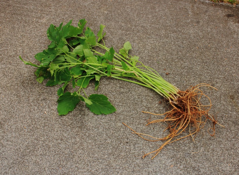 Zevenblad (Aegopodium podagraria) 01