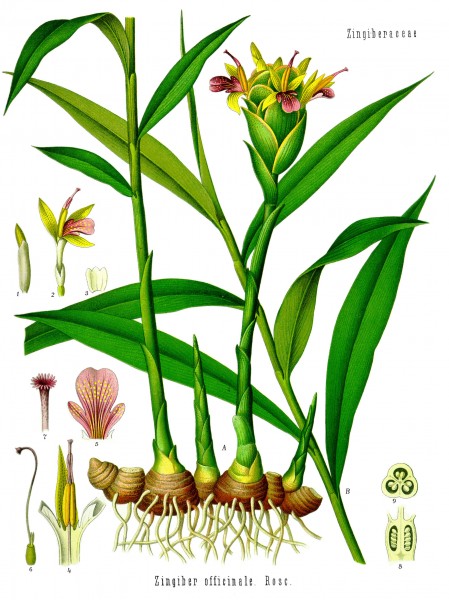 Zingiber officinale - Köhler–s Medizinal-Pflanzen-146