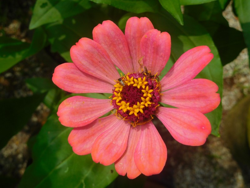 Zinnia Elegans JNTBGRI 3