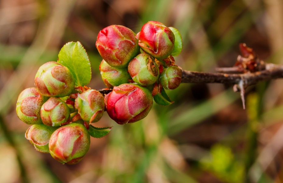 Zwellende bloemknoppen van Chaenomeles x superba 'nicolina' (chinese kwee). Locatie. Tuinreservaat Jonkervallei 01