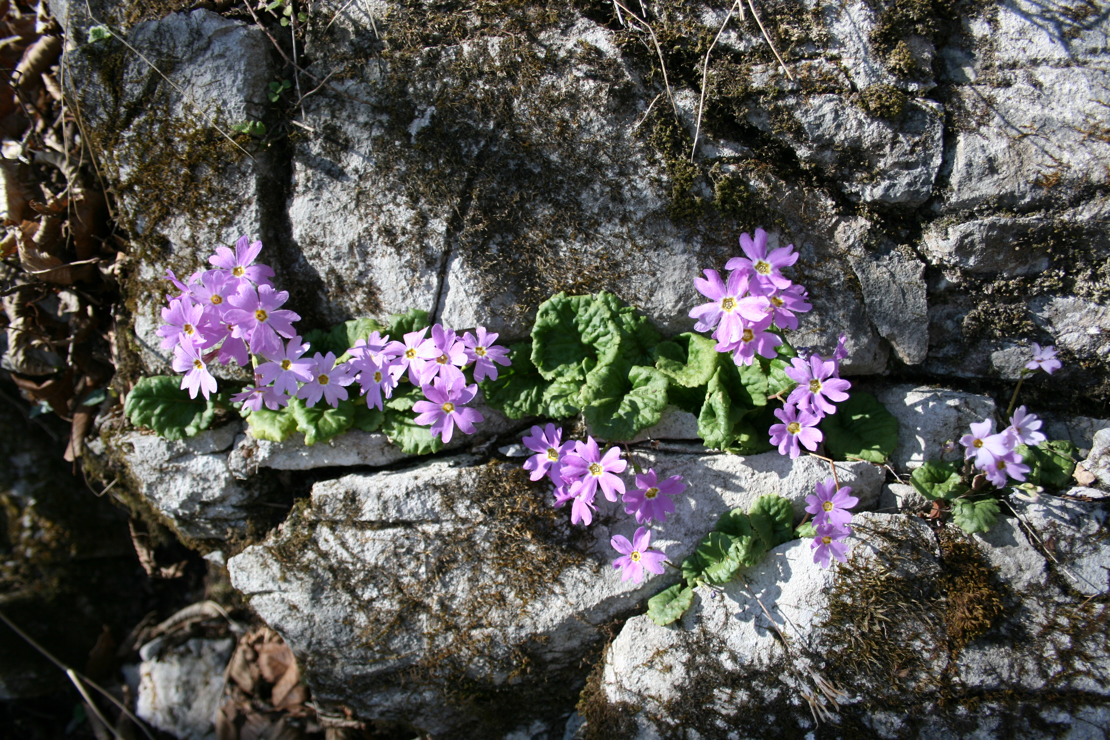 Primula tosaensis